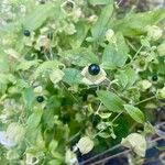 Silene baccifera Fruto