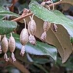 Elaeagnus × submacrophylla Frukto