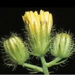 Crepis setosa Flower