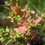 Lythrum borysthenicum Sonstige