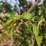 Vangueria madagascariensis Foglia