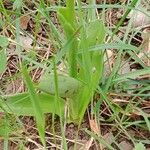 Orchis militaris Leaf