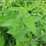 Lippia alba Foglia