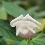 Bowkeria verticillata Blomma