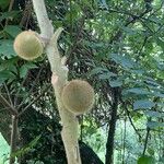 Solanum quitoense Fruit