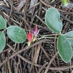 Canavalia sericea Hábito