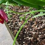 Fritillaria meleagris عادت داشتن