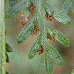 Asplenium hypomelas Ліст