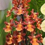 Oncidium crocidipterum Flor