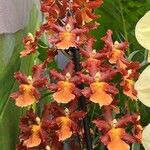 Oncidium crocidipterumFlor