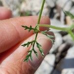 Torilis leptophylla Hoja