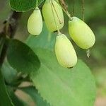Berberis amurensis Meyve