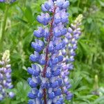 Lupinus polyphyllus Fleur