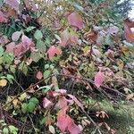 Cornus racemosa Blad