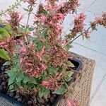 Agastache mexicana Агульны выгляд