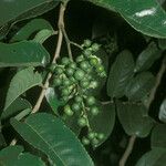 Banara guianensis 果実