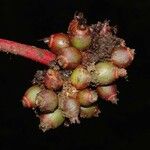 Psychotria densinervia Fruit