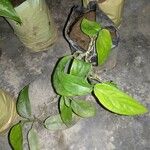 Hoya carnosa Leaf