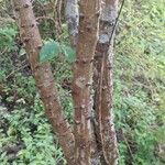 Biancaea sappan Bark