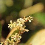 Monosis conferta Flor