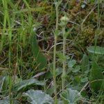 Geum pyrenaicum Habitus