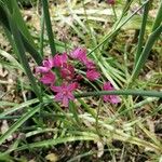 Allium peninsulare പുഷ്പം