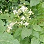 Clematis virginiana Blomma