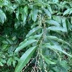 Oxydendrum arboreum Leaf