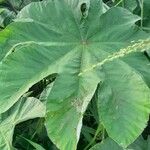 Cecropia schreberiana Hoja