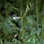 Vicia bijuga Flor