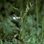 Vicia bijuga