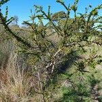 Acacia paradoxa Хабит