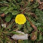 Crepis sancta Flower