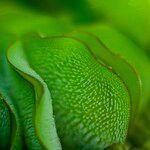 Salvinia molesta Other