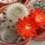 Rebutia minuscula Цвят