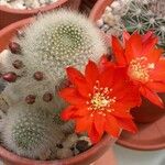 Rebutia minuscula Квітка