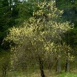 Salix babylonica Blodyn
