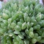 Haworthia cymbiformis Yaprak