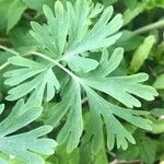 Corydalis nobilisBlad