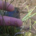 Carex pauciflora Λουλούδι