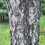 Pinus thunbergii Bark