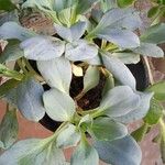 Mertensia maritima Φύλλο