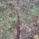 Rumex crispusFruit