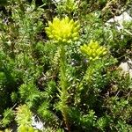 Petrosedum montanum Habit