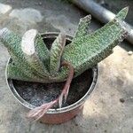 Gasteria carinata Leaf