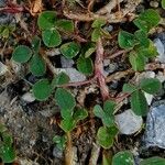 Trifolium pallescens Blad