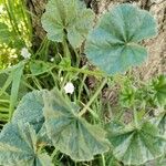 Malva pusilla Hoja