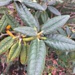 Rhododendron adenogynum Leaf