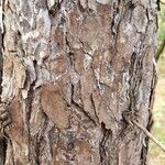 Pinus nigra Bark