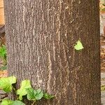 Tilia × europaea Bark